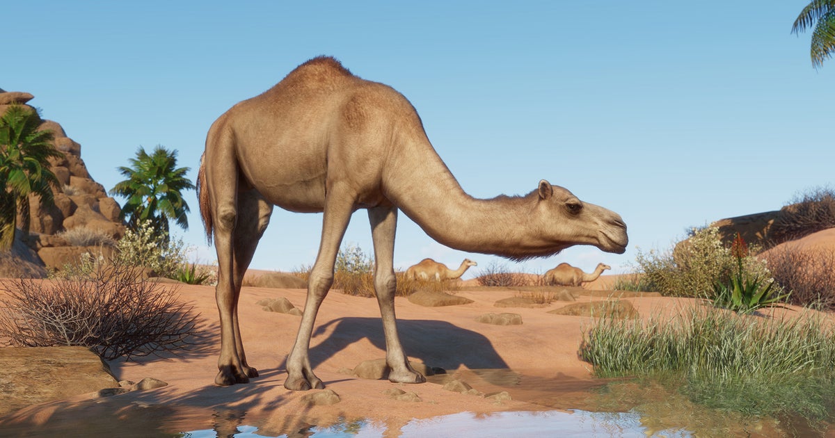 planet zoo dromedary camel screen